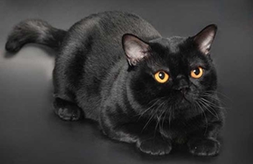 孟買貓應該怎么養 孟買貓喂養指南