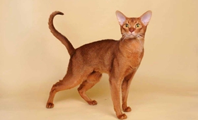 阿比西尼亞貓好養(yǎng)嗎 阿比西尼亞貓喂養(yǎng)知識