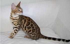 熱帶草原貓好養(yǎng)嗎 熱帶草原毛生活習(xí)性介紹