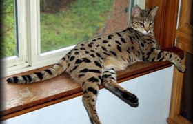 熱帶草原貓幼貓?jiān)趺答B(yǎng) 幼貓飼養(yǎng)注意事項(xiàng)