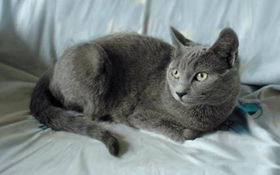 沙特爾貓怎么養 沙特爾貓飼養方法