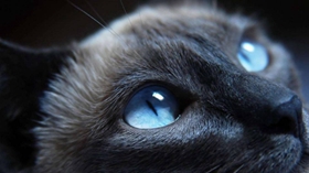 哈瓦那棕貓怎么洗澡 哈瓦那貓洗澡注意事項