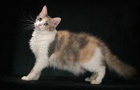 拉邦貓怎么護毛 拉邦貓毛發護理方法