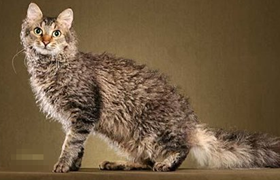 拉邦貓好養嗎 拉邦貓飼養細節