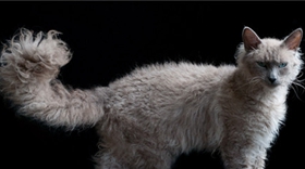 拉邦貓怎么養 拉邦貓飼養技巧