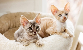 柯尼斯卷毛貓粘人嗎 柯尼斯卷毛貓習性介紹