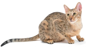 養(yǎng)威爾斯貓要注意什么 威爾斯貓飼養(yǎng)注意事項