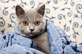 卡爾特貓喂什么 卡爾特貓喂食技巧