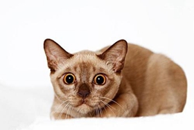 緬甸貓幼貓怎么養 幼貓飼養注意事項