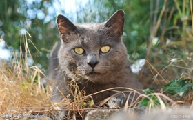 卡爾特貓好養嗎 卡爾特貓飼養手冊