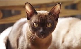 緬甸貓?jiān)趺答B(yǎng) 緬甸貓飼養(yǎng)技巧