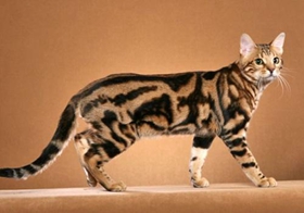 奧西貓毛發(fā)怎么護(hù)理 奧西貓毛發(fā)護(hù)理方法