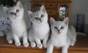 波米拉貓多大可以洗澡 波米拉貓洗澡注意事項