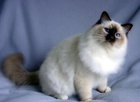 雪鞋貓掉毛怎么辦 雪鞋貓掉毛原因介紹