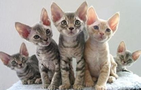 德文卷毛貓養護注意什么 德文卷毛貓養護注意事項