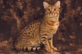 奧西貓幼貓能吃面包嗎 面包淀粉含量太高