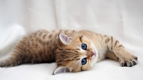 西伯利亞森林貓好養嗎 西伯利亞貓養護知識