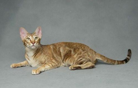 東方短毛貓怎么養 東方短毛貓飲食注意事項