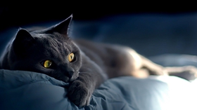 養俄羅斯藍貓之前要準備什么 藍貓飼養準備工作