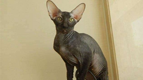 彼得禿貓怎么養(yǎng) 彼得禿貓養(yǎng)護手冊