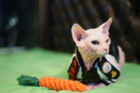 斯芬克斯貓為什么無毛 加拿大無毛貓介紹