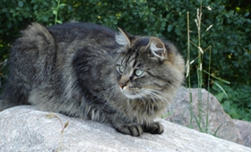 西伯利亞貓怎么養(yǎng) 貓咪生活習(xí)性介紹