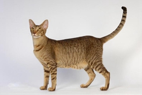 東方短毛貓性格如何 嫉妒心較強的貓