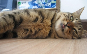 中國貍花貓吃什么 中國貍花貓喂食要求