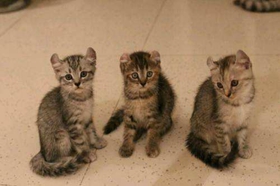 美國卷耳貓好養嗎 卷耳貓飼養要點