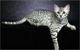 埃及貓性格好不好 埃及貓性格介紹