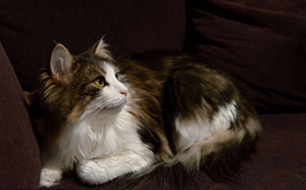 挪威森林貓吃什么 挪威森林貓喂食要點