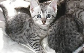 埃及貓掉毛怎么辦 埃及貓毛發護理方法