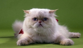 波斯貓毛發怎么打理 波斯貓美容知識