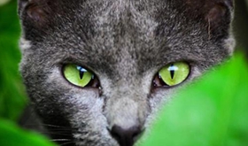 俄羅斯藍貓不能吃什么 俄羅斯藍貓喂食注意事項