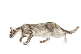 爪哇貓會(huì)用馬桶嗎 爪哇貓馬桶使用訓(xùn)練