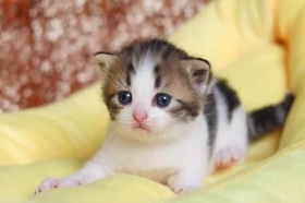 怎么訓練曼基康貓不抓家具 曼基康貓抓家具解決辦法