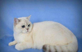 重點色短毛貓太調皮怎么辦 重點色短毛貓調皮訓練方法