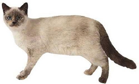 重點色短毛貓怎么訓練裝死 重點色短毛貓裝死訓練方法