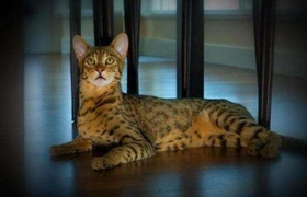 阿舍拉貓怎么訓練 阿舍拉貓訓練技巧