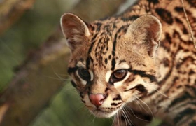 怎么糾正豹貓攻擊行為 豹貓攻擊行為糾正訓(xùn)練