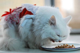 怎么訓(xùn)練蒂凡尼貓用貓砂 蒂凡尼貓貓砂使用訓(xùn)練