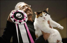 怎么訓(xùn)練馬恩島貓抓木柱 馬恩島貓抓木柱訓(xùn)練法