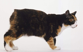 馬恩島貓會自己上廁所嗎 貓咪上廁所訓(xùn)練