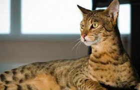 阿舍拉貓記仇怎么辦 怎么訓(xùn)練阿舍拉貓不記仇