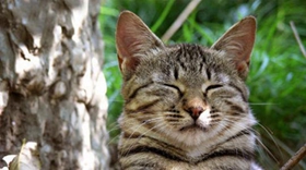 蒂凡尼貓會(huì)咬人嗎 蒂凡尼貓不咬人訓(xùn)練