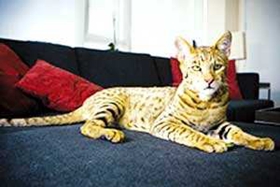 阿舍拉貓不會用貓爬架怎么辦 貓爬架使用訓練法