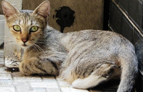 加州閃亮貓會用貓砂嗎 加州閃亮貓貓砂使用方法