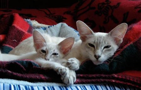 如何讓爪哇貓學會開門 爪哇貓開門訓練方法