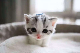 如何訓練曼基康貓打滾 短腿貓打滾訓練法