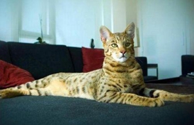 怎么訓練阿舍拉貓不抓沙發 阿舍拉貓抓沙發解決辦法